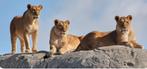 4 kaartjes Emmen Zoo Wildlands, Drie personen of meer, Ticket of Toegangskaart