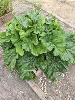 Mooie Rabarberplanten tekoop, Ophalen, Zomer, Overige soorten, Volle zon