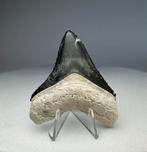 Megalodon tand Bone Valley, Florida, Verzamelen, Ophalen of Verzenden, Fossiel