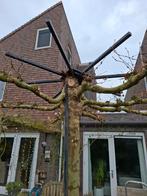 Zware kwaliteit ijzer boomring/dakscherm voor leiden takken, Tuin en Terras, Planten | Bomen, Ophalen, Bloeit niet, Halfschaduw