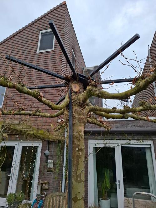 Zware kwaliteit ijzer boomring/dakscherm voor leiden takken, Tuin en Terras, Planten | Bomen, Leiboom, Halfschaduw, Bloeit niet