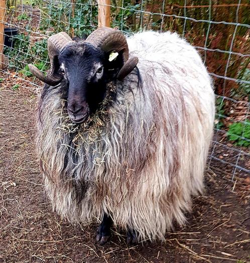 Raszuivere Heidschnucke ooilammeren, Dieren en Toebehoren, Schapen, Geiten en Varkens, Schaap, Vrouwelijk, 0 tot 2 jaar