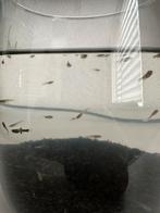 Guppy, Vis