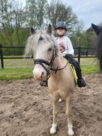 Hele mooie a pony welsh, Dieren en Toebehoren, Pony's, B, Gechipt, Ruin, Springpony