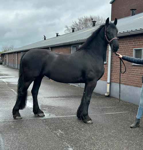 Friese merrie 8 jaar (Fries), Dieren en Toebehoren, Paarden, Merrie, Zadelmak, 160 tot 165 cm, 7 tot 10 jaar, Recreatiepaard, Met stamboom