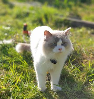 knappe Lilac bicolor mitted Ragdoll Dekatter met stamboem beschikbaar voor biedingen
