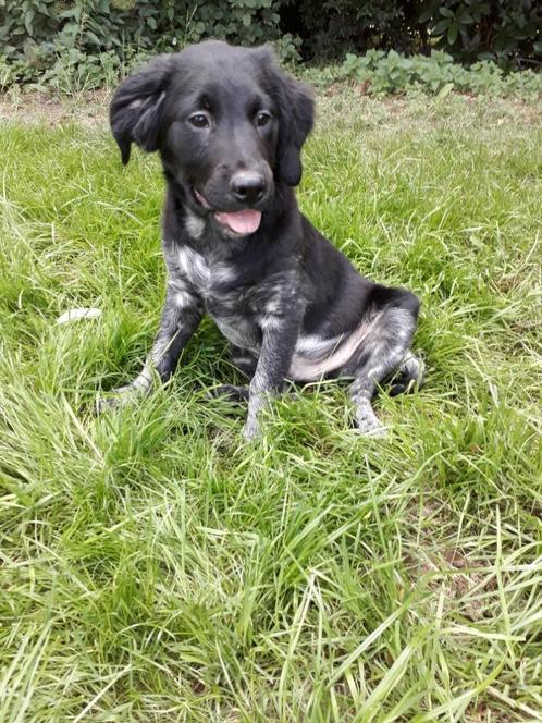 Friese stabij pups ( volledig gevaccineerd), Dieren en Toebehoren, Honden | Retrievers, Spaniëls en Waterhonden, Meerdere dieren