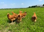 Jonge tamme New Hampshire kippen hennen gesekst en ingeënt, Dieren en Toebehoren, Pluimvee, Vrouwelijk, Kip