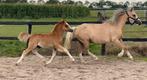 Welsh A Mountainveulens en evt een jaarlingmerrie te koop ️, Dieren en Toebehoren, Pony's, Niet van toepassing, 0 tot 2 jaar, B pony (1.17m tot 1.27m)