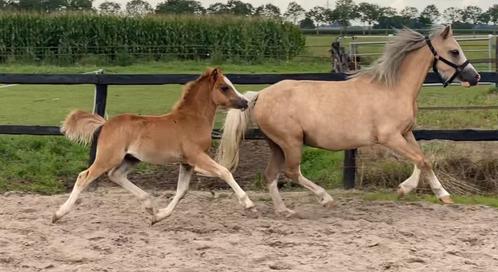 Welsh A Mountainveulens en evt een jaarlingmerrie te koop ️, Dieren en Toebehoren, Pony's, Meerdere dieren, Niet van toepassing
