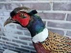 Fazant opgezet, taxidermie, fazant,veren, Verzamelen, Dierenverzamelingen, Ophalen, Zo goed als nieuw, Vogel, Opgezet dier
