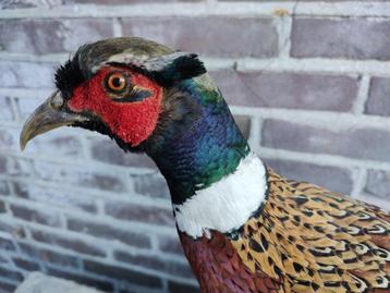 Fazant opgezet, taxidermie, fazant,veren beschikbaar voor biedingen