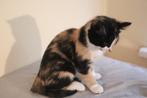kittens: zwart-witte kittens en schildpadpoes, Dieren en Toebehoren, Katten en Kittens | Overige Katten, Meerdere dieren, Kortharig