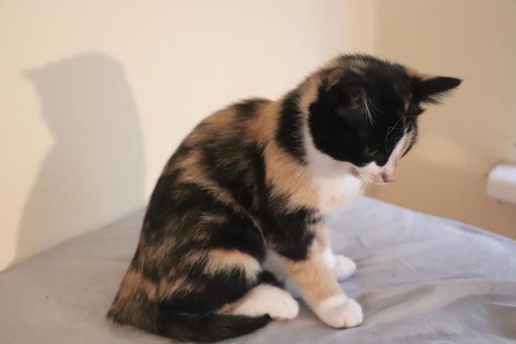 kittens: zwart-witte kittens en schildpadpoes, Dieren en Toebehoren, Katten en Kittens | Overige Katten, Kortharig, Meerdere dieren