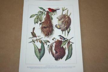 Antieke kleurenlitho - Verschillende vogelnesten - Ca 1900 ! beschikbaar voor biedingen