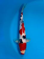 Sanke 28-35cm Hirasawa Japanse koi, Karper of Koi