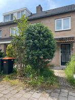 Mooie hulst boom GRATIS, Ophalen of Verzenden, Halfschaduw, Overige soorten