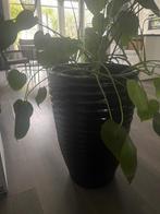 Grote zwarte Plantenpot, Tuin en Terras, Bloempotten, Ophalen, Kunststof, 40 cm of meer, Binnen