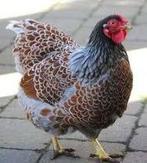 Gezocht : wyandotte groothoenders alle kleuren, Dieren en Toebehoren, Pluimvee, Meerdere dieren, Kip
