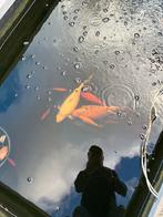 Vijvervissen, Overige soorten