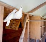 Witte postduiven, Dieren en Toebehoren, Vogels | Duiven, Meerdere dieren, Postduif