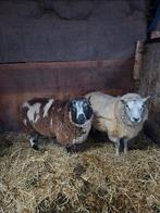 2 beste dekrammen., Dieren en Toebehoren, Schapen, Geiten en Varkens, Mannelijk, Schaap