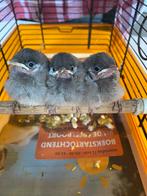 Irakese buulbuul witoor, Dieren en Toebehoren, Vogels | Overige Vogels, Geslacht onbekend, Geringd