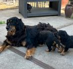 Hovawart pups, Dieren en Toebehoren, Parvo, Overige rassen, 8 tot 15 weken, Meerdere
