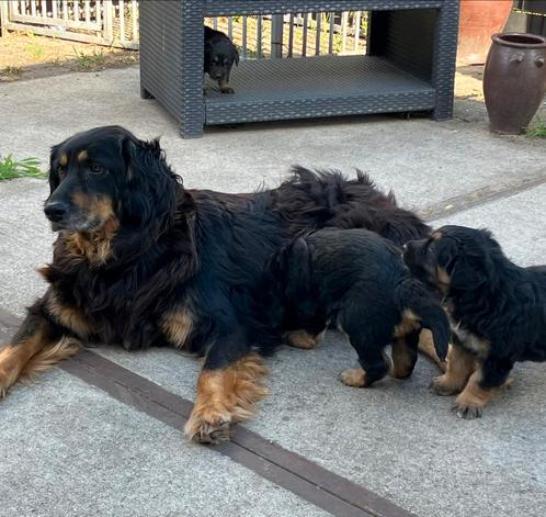 Hovawart pups, Dieren en Toebehoren, Honden | Herdershonden en Veedrijvers, Meerdere dieren, Overige rassen, Fokker | Hobbymatig
