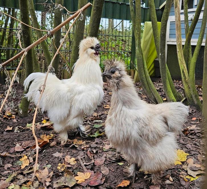 Zijdehoen hen en haan van 1 jaar., Dieren en Toebehoren, Pluimvee, Kip, Meerdere dieren