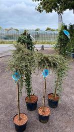 Cotoneaster op stam (groenblijvend) nu 25% korting, Tuin en Terras, Overige soorten, 100 tot 250 cm, Zomer, Ophalen