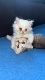 Grijze kitten, Dieren en Toebehoren, Katten en Kittens | Raskatten | Langhaar, Met stamboom, 0 tot 2 jaar