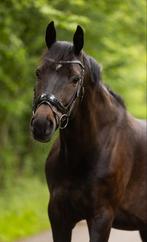 Talentvolle 9 jarige ruin, Dieren en Toebehoren, Paarden, Ruin, Dressuurpaard