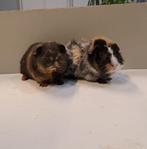 Twee Baby cavia’s te koop twee beertjes!, Dieren en Toebehoren, Januari, Mannelijk, Cavia