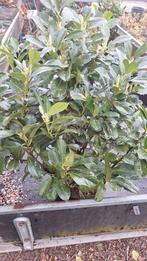 prunus laur. anbri, Verzenden, Overige soorten, Halfschaduw