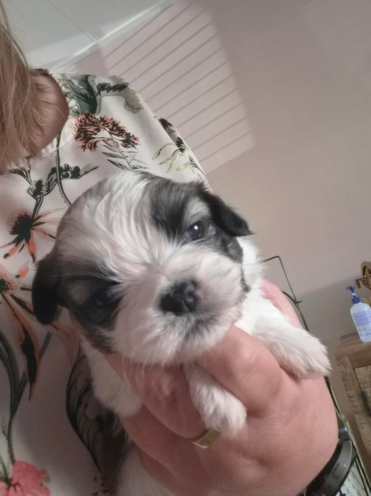 Mooie boomer x shitzhu, Dieren en Toebehoren, Honden | Chihuahua's en Gezelschapshonden, 8 tot 15 weken, Meerdere, Nederland, Particulier