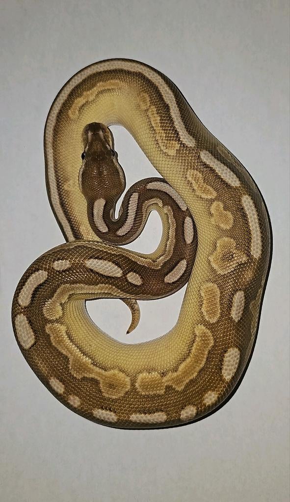 1.0 Ballpython, Dieren en Toebehoren, Reptielen en Amfibieën