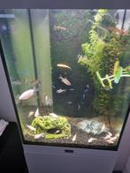 Aqua tower aquarium, Ophalen of Verzenden, Nieuw