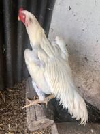 Shamo haan, Dieren en Toebehoren, Pluimvee, Mannelijk, Kip