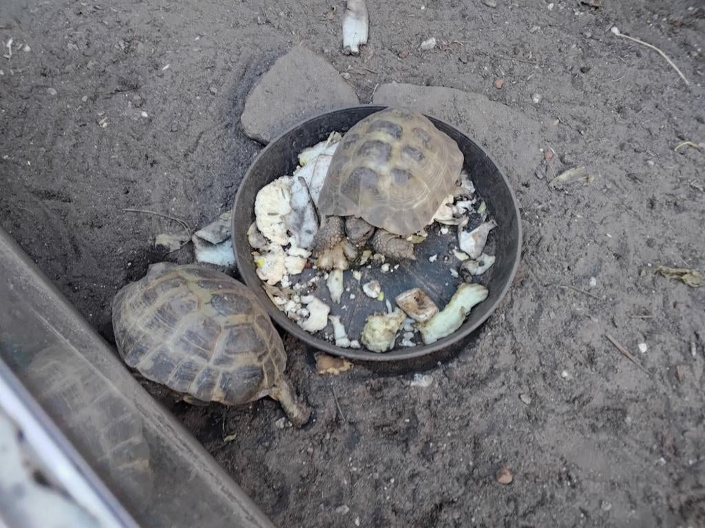Landschildpadden testudo horsvildie, Dieren en Toebehoren, Schildpad, Tam, 11 jaar of ouder