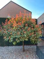 Glansmispel 'Red Robin' - Photinia fraseri, Ophalen, Halfschaduw, Overige soorten, Lente