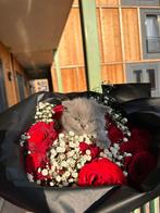 Rare Lilac , blue British Shorthair Kittens, 0 tot 2 jaar