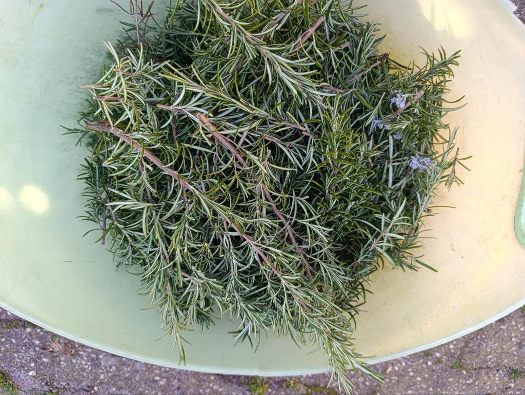 Roosmarijn stekjes of om te drogen voor in de keuken, Tuin en Terras, Ophalen, Volle zon, Vaste plant, Kruiden