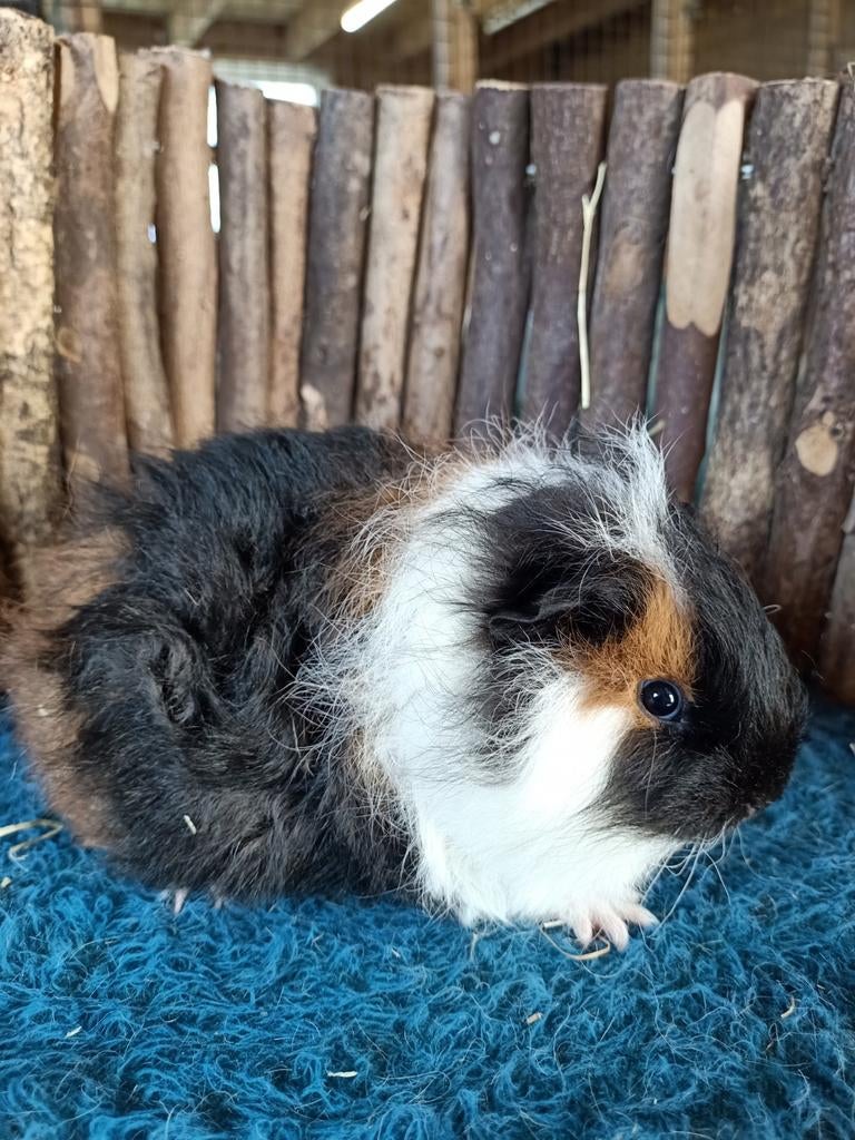 Ch teddy cavia zeugjes, Dieren en Toebehoren, Knaagdieren, Maart, Vrouwelijk, Cavia