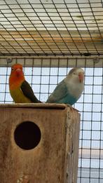 2 mooie Agapornis Fischeri €35,00 en p/st €20,00, Geslacht onbekend, Dwergpapegaai of Agapornis