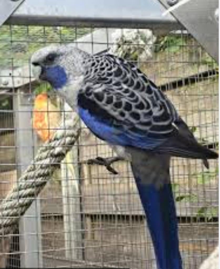 GEZOCHT KOPPEL BLAUWE PENNANTEN, Dieren en Toebehoren, Vogels | Parkieten en Papegaaien, Meerdere dieren, Parkiet