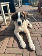 Mastin mix pup reutje 4 mnd, Parvo, 8 tot 15 weken, Eén hond, Nederland