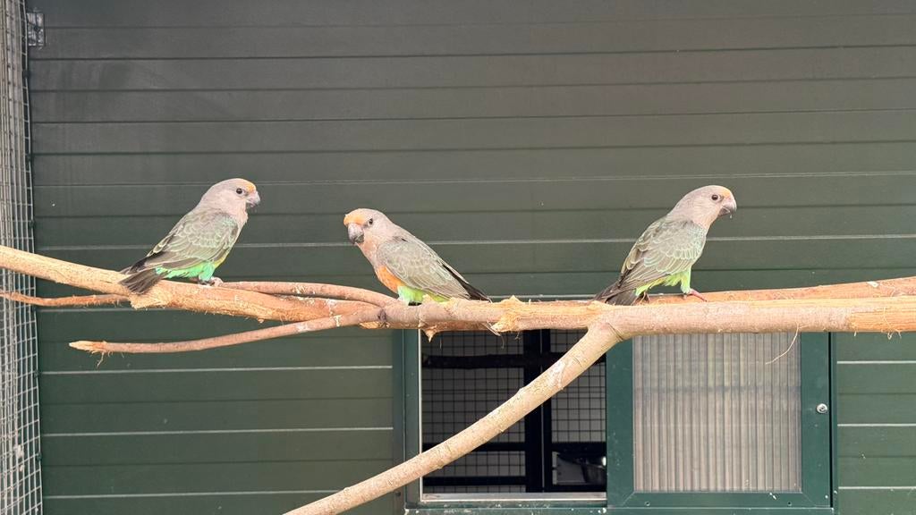 2 Roodbuik papegaai mannen 2025, Dieren en Toebehoren, Vogels | Parkieten en Papegaaien, Mannelijk, Papegaai, Geringd
