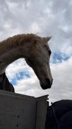 Locatie gezocht voor 3 paarden, Weidegang