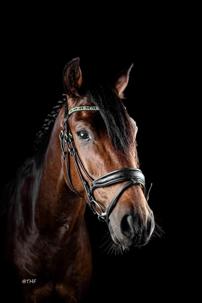 Veelbelovende KWPN ruin – Phoenix HS, Dieren en Toebehoren, Springpaard, Met stamboom, Ruin, 3 tot 6 jaar